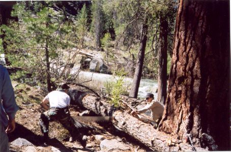 Working the first large tree.